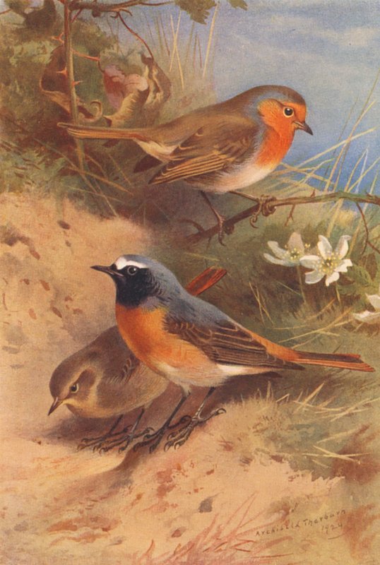 Pechirrojo, Colirrojo tizón (macho y hembra) (litografía en color) de Archibald Thorburn
