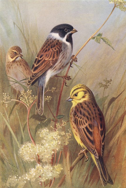 Colorín Colorado (macho y hembra), Escribano Amarillo o Martillo Amarillo (litografía en color) de Archibald Thorburn