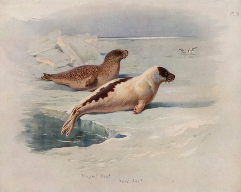 Foca Anillada, Foca Arpa de Archibald Thorburn