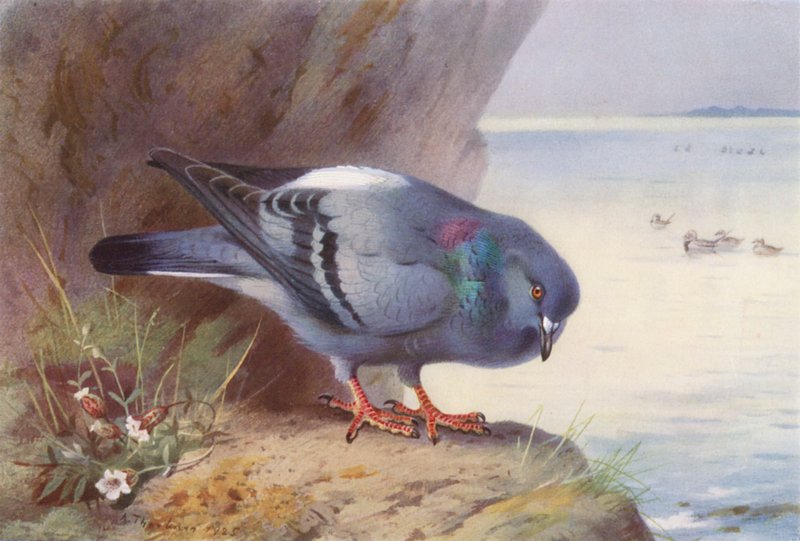 Rock-Dove (litografía en color) de Archibald Thorburn