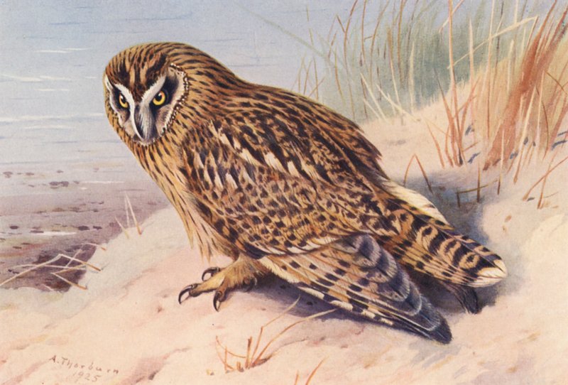 Búho campestre (litografía en color) de Archibald Thorburn