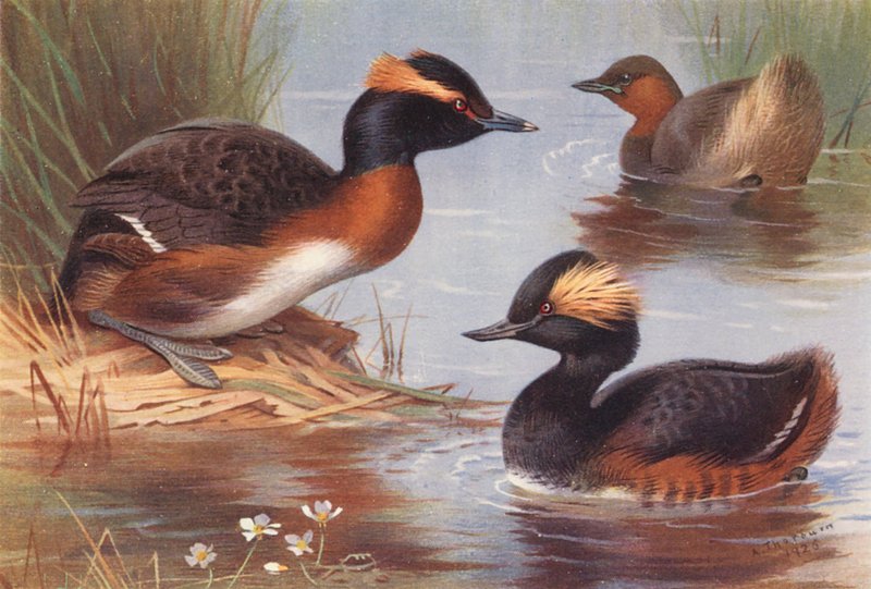 Zampullín eslavo, zampullín chico, zampullín cuellinegro (litografía en color) de Archibald Thorburn