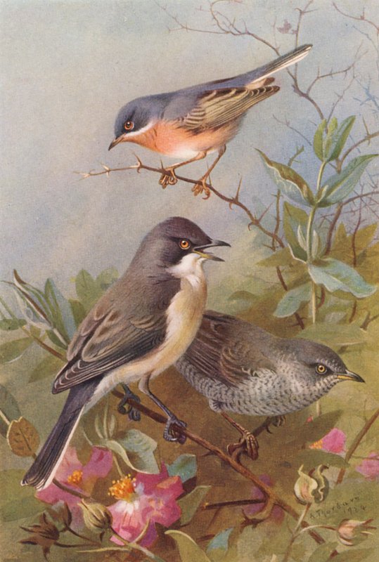 Curruca carrasqueña, Curruca mirlona, Curruca mosquitera (litografía en color) de Archibald Thorburn