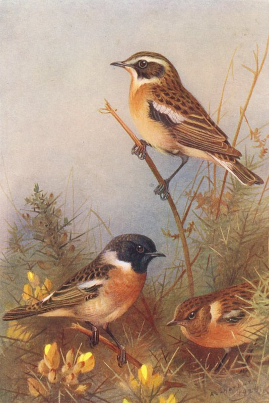 Tarabilla norteña, Tarabilla norteña (macho y hembra) (litografía en color) de Archibald Thorburn