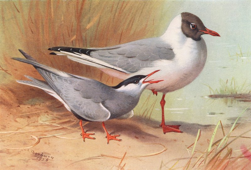 Charrán patinegro, Gaviota reidora (verano) (litografía en color) de Archibald Thorburn