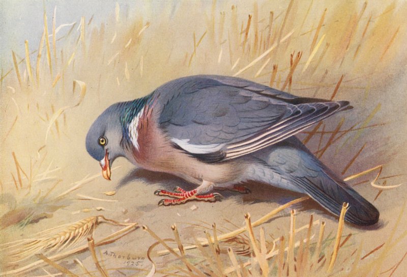 Paloma torcaz (litografía en color) de Archibald Thorburn