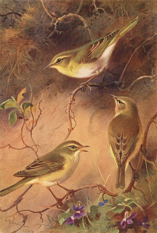 Waldlaubsänger, Weidenlaubsänger, Zilpzalp von Archibald Thorburn