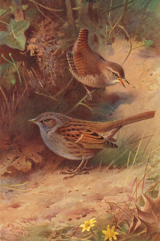 Wren, Hedge-Sparrow (litografía en color) de Archibald Thorburn