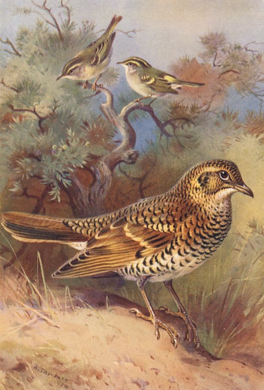 Curruca rabilarga, Carricero palustre, Zorzal aliblanco (litografía en color) de Archibald Thorburn