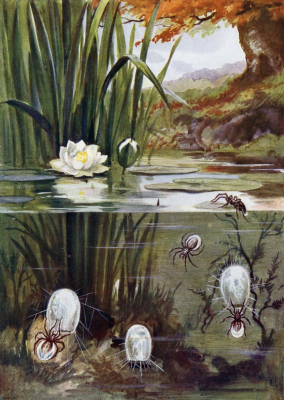 La araña de agua y su campana de buceo de Arthur Twidle