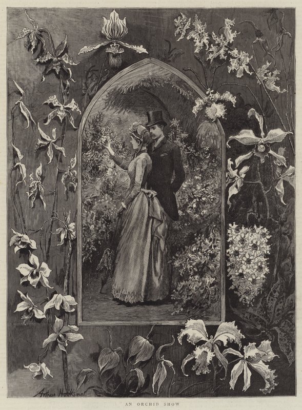 Una exposición de orquídeas de Arthur Hopkins