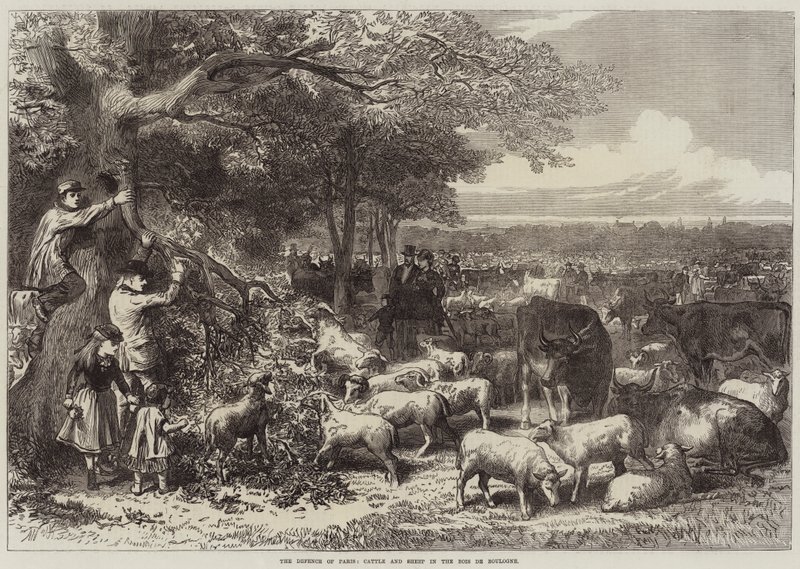 La Defensa de París, Ganado y Ovejas en el Bois de Boulogne de Arthur Hopkins