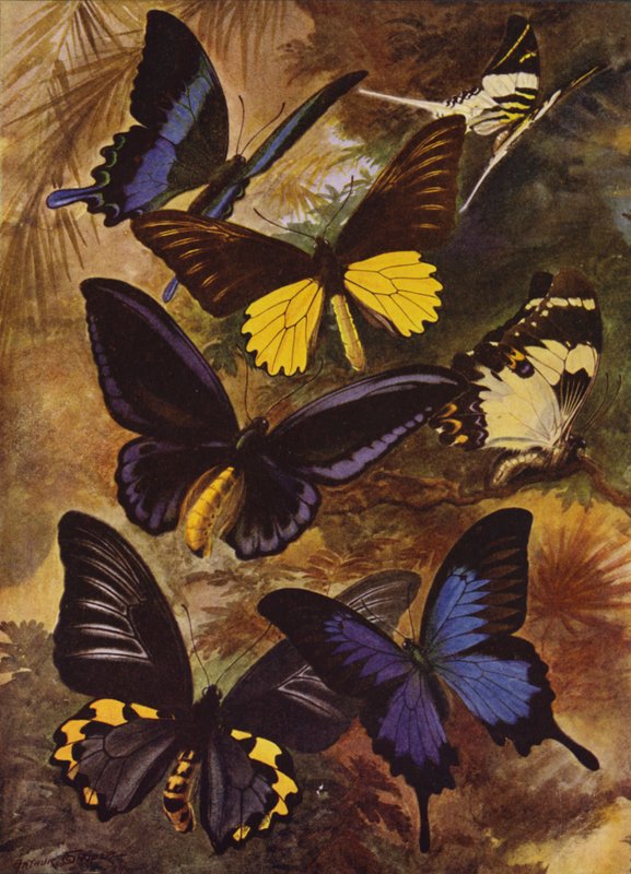 Hermosas mariposas: mariposas negras y doradas de las Indias Orientales de Arthur Twidle