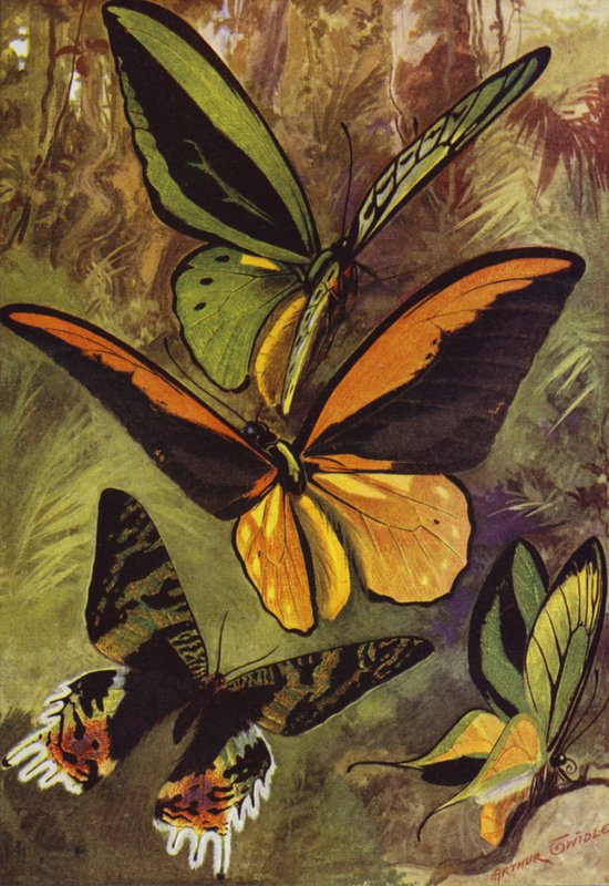 Hermosas mariposas: Ornithopteras, o mariposas de alas de pájaro, y Urania Rhiphoeus de Arthur Twidle