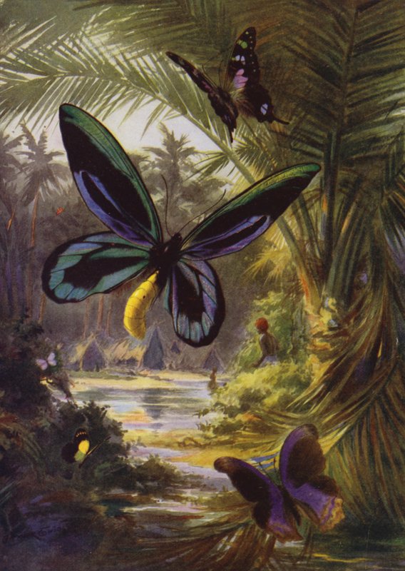 Hermosas Mariposas: Troides Alexandrae, la más grande de todas las mariposas de Arthur Twidle