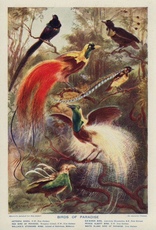 Aves del Paraíso (litografía en color) de Arthur Twidle