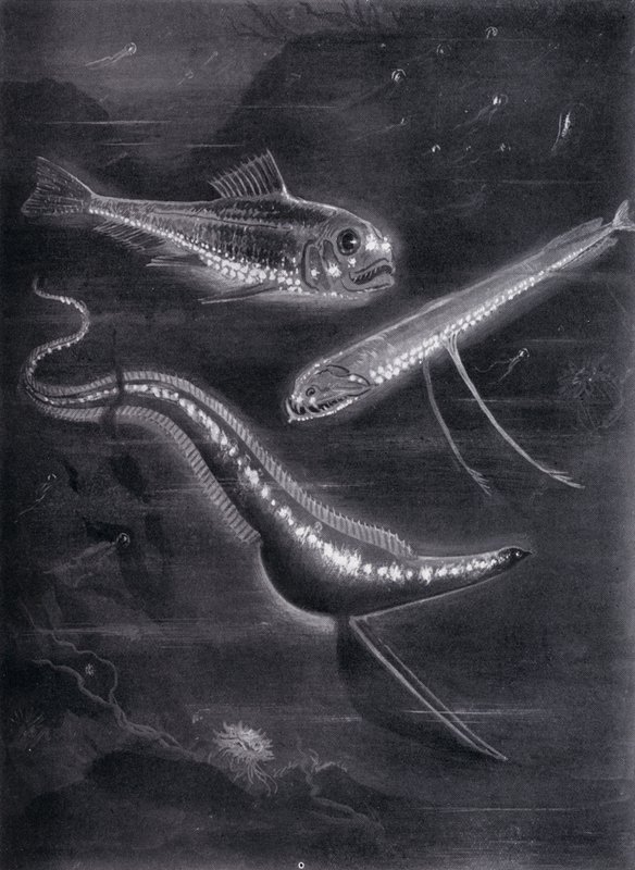 Peces Autoluminiscentes de Arthur Twidle
