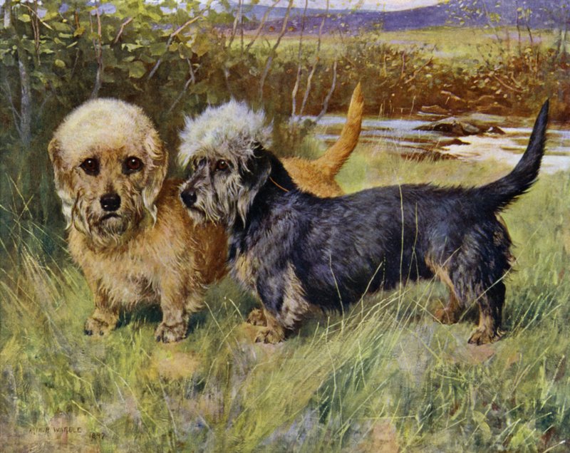 Los Dandie Dinmont Terriers, Ch Blacket House Yet, Mustard y Ch Ancrum Fanny, Pepper (litografía en color) de Arthur Wardle
