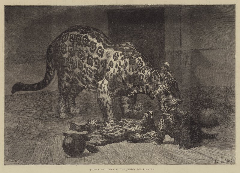 Jaguar y cachorros en el Jardin des Plantes de Auguste Andre Lancon