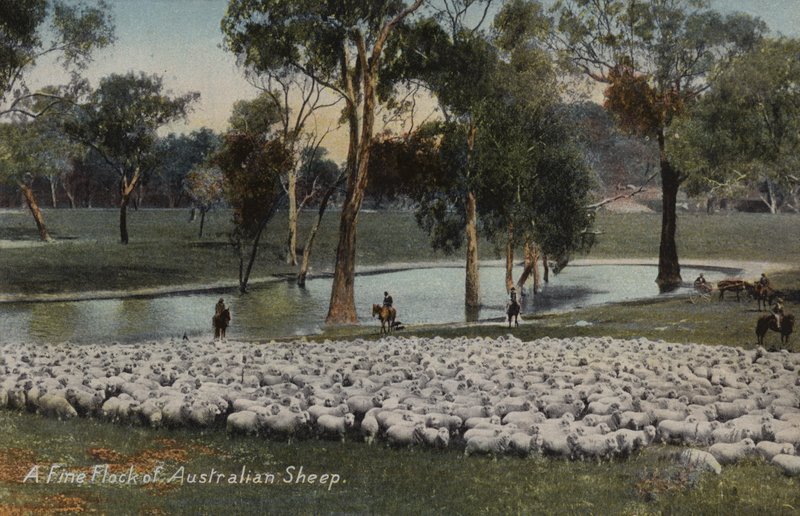 Un buen rebaño de ovejas australianas de Australian Photographer