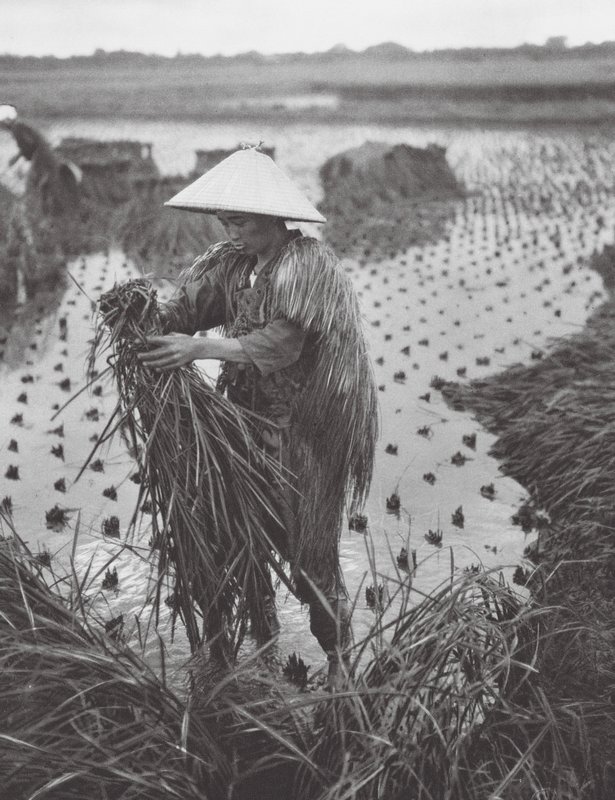 Japón: Cosecha de arroz cerca de Niigata (foto b/n) de Axel von Graefe