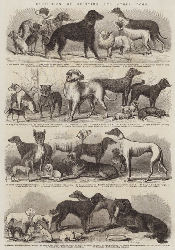 Exposición de perros de caza y otros de B. Clayton