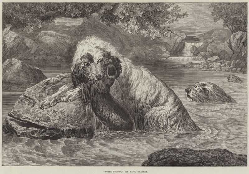 Perros de nutria de Basil Bradley