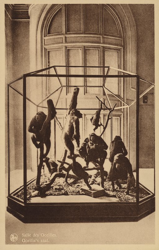 Sala de los Gorilas de Belgian Photographer