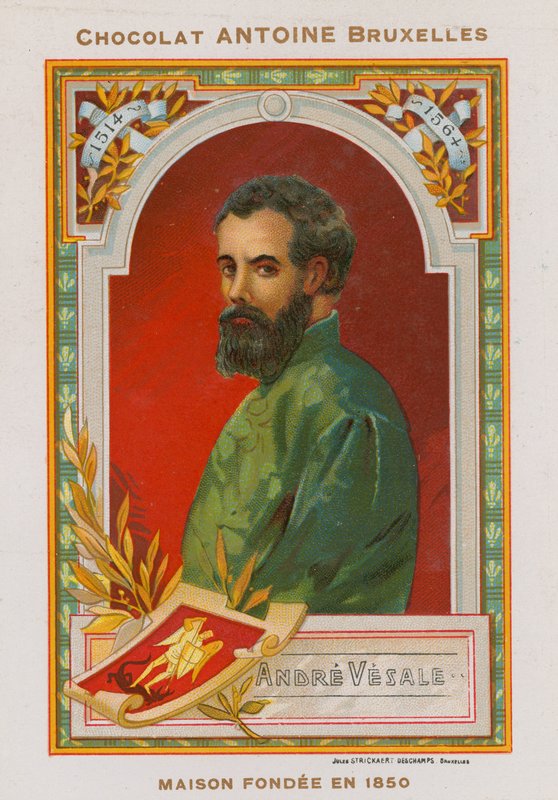 Andrés Vesalio, anatomista y médico flamenco del siglo XVI de Belgian School