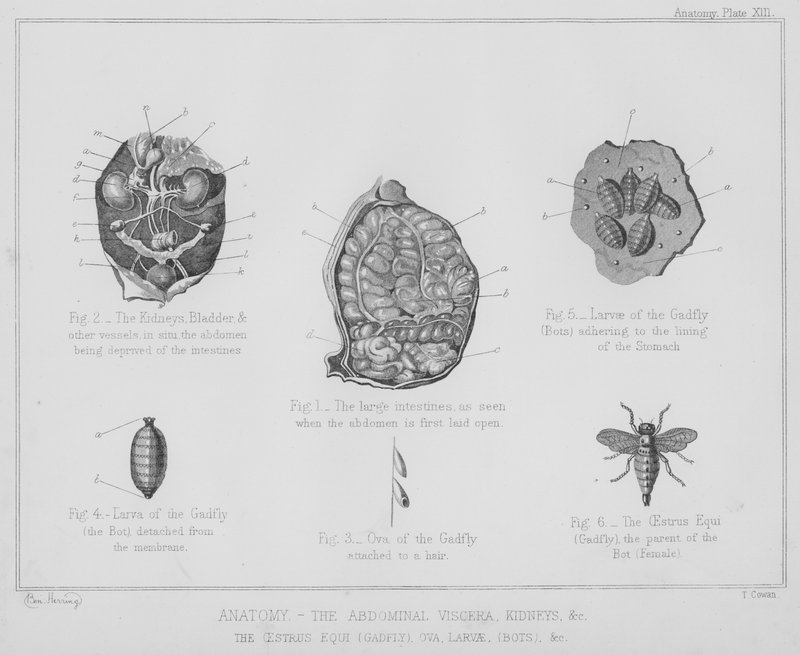 Anatomía, las vísceras abdominales, riñones, etc., el oestrus equi, tábano, huevos, larvas, etc. de Benjamin Herring