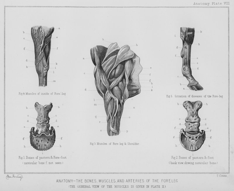 Anatomía, los huesos, músculos y arterias de la pierna delantera de Benjamin Herring