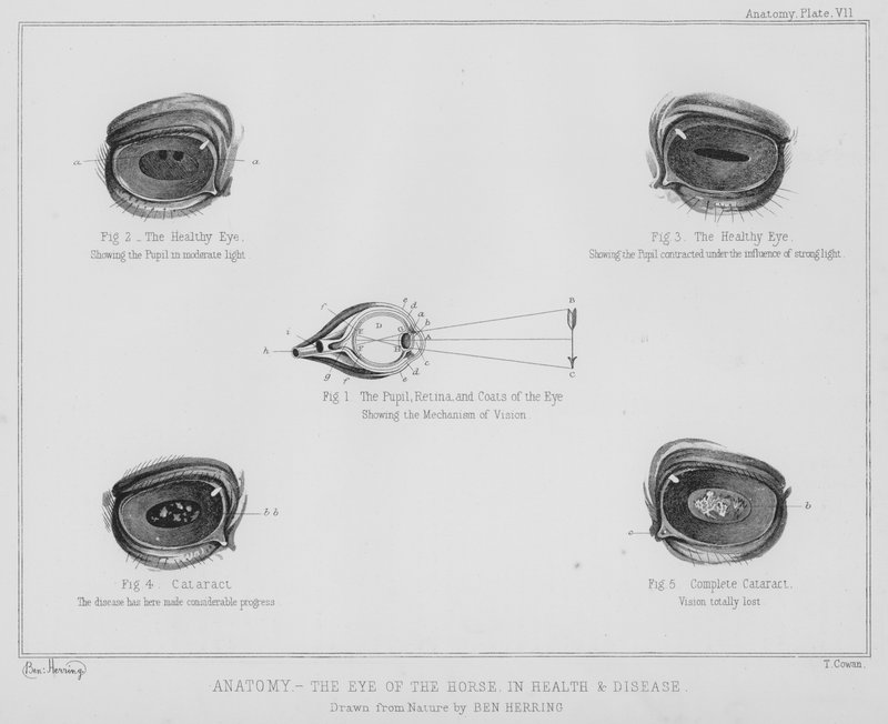 Anatomía, el ojo del caballo, en salud y enfermedad de Benjamin Herring