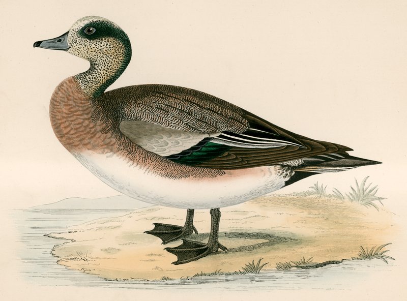 Pato wigeon americano de Beverley R. Morris