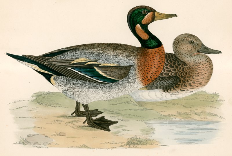Pato bimaculado de Beverley R. Morris