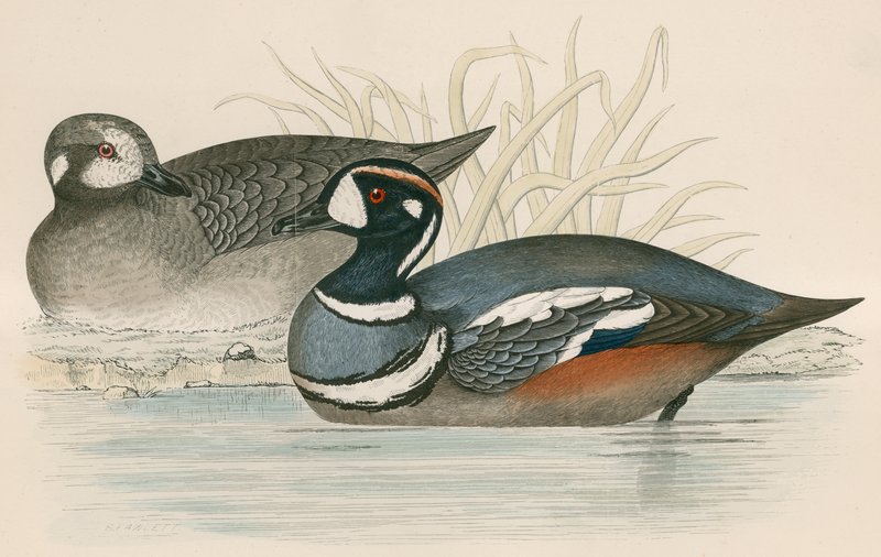 Pato Arlequín de Beverley R. Morris