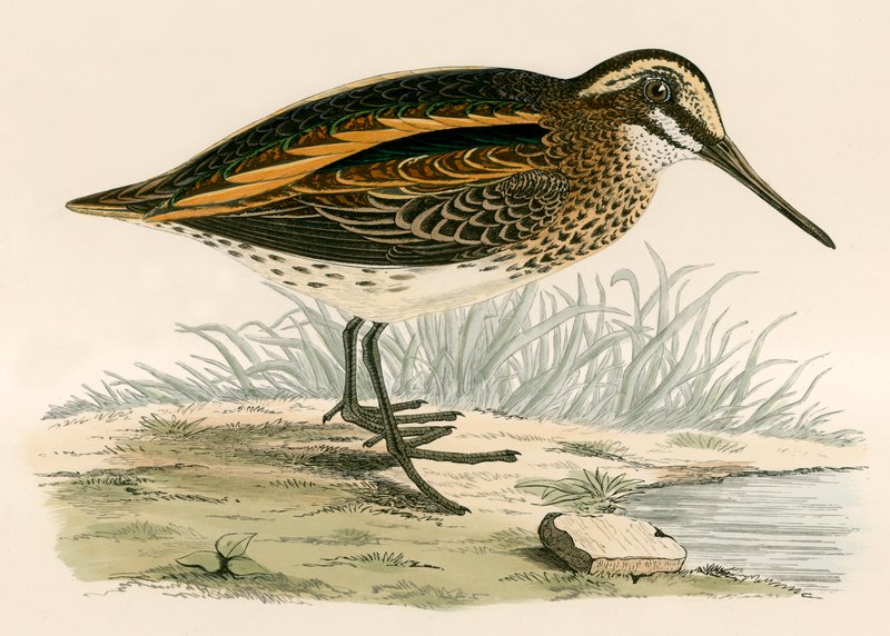 Agachadiza Común de Beverley R. Morris