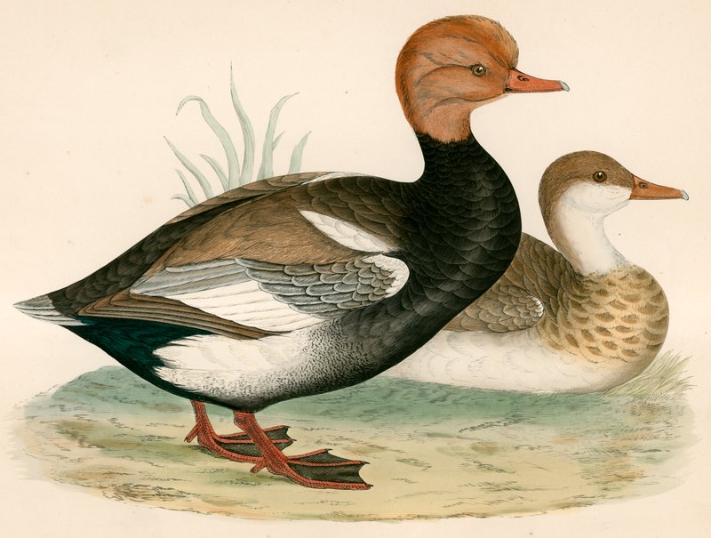 Pato silbador de cresta roja de Beverley R. Morris