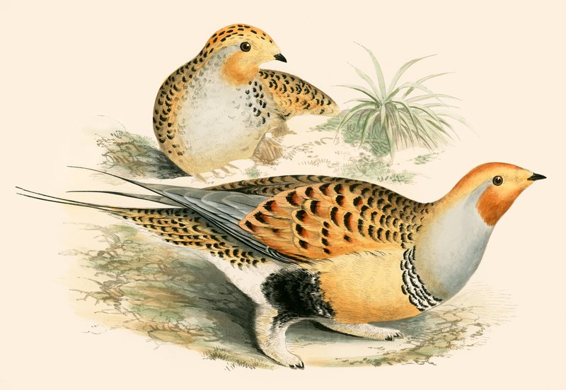 Ganga de Beverley R. Morris