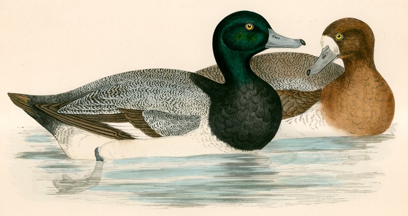 Pato porrón de Beverley R. Morris
