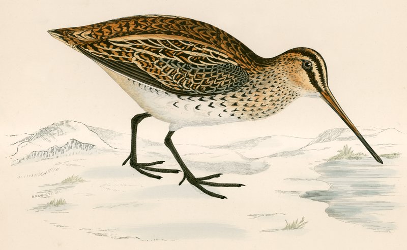 Agachadiza de Beverley R. Morris