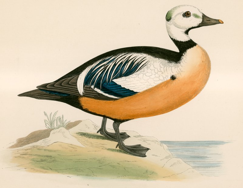 Pato Occidental de Steller de Beverley R. Morris
