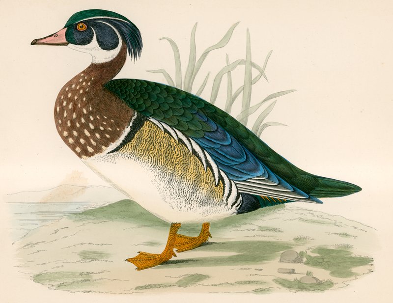Pato de Verano de Beverley R. Morris