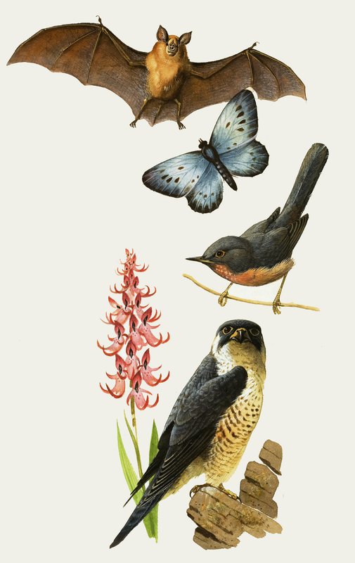 La fauna británica, en peligro de extinción de Bob Hersey