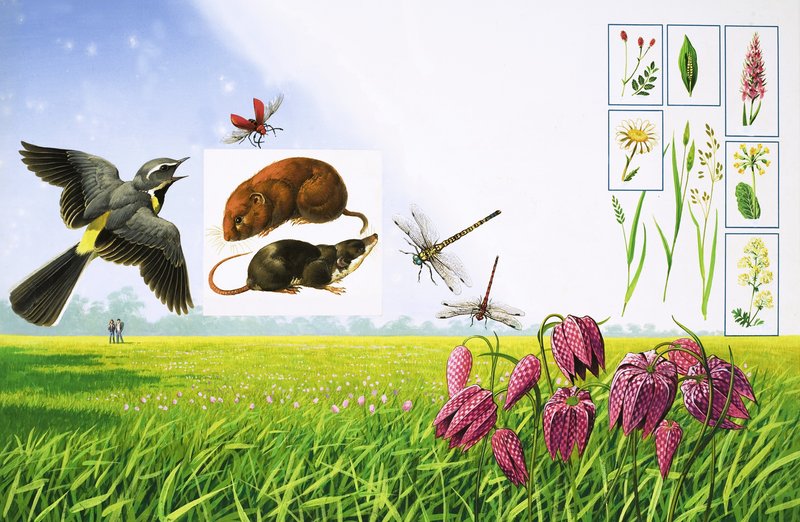 Los campos en flor, con lavandera cascadeña, escarabajo cardenal rojo, topillo campesino y diversas variedades de gramíneas y plantas. de Bob Hersey