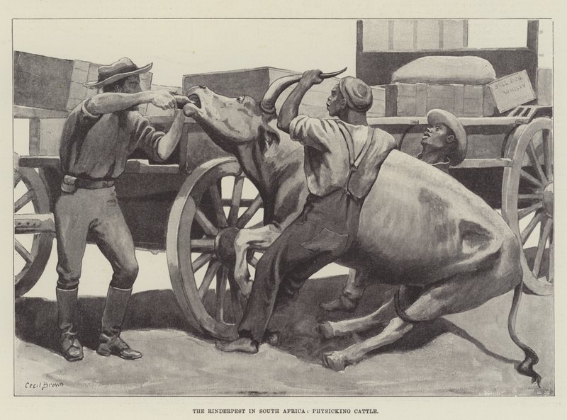 La peste bovina en Sudáfrica, medicando ganado de Cecil Brown