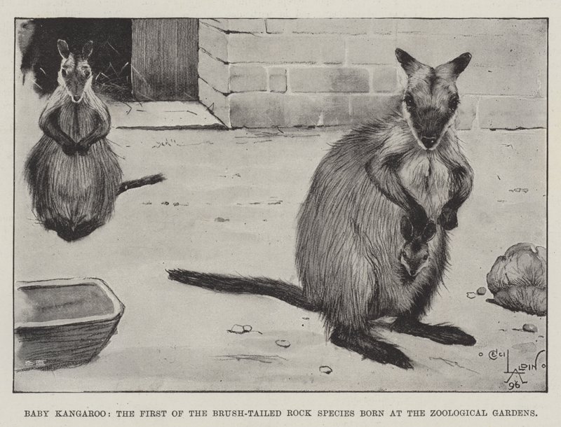 Canguro bebé, el primero de la especie de cola de cepillo nacido en los Jardines Zoológicos de Cecil Charles Windsor Aldin