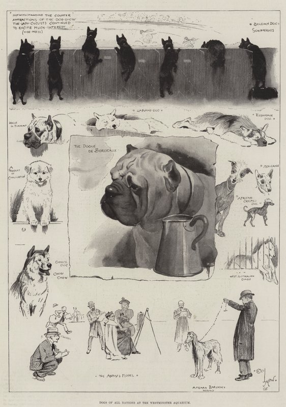 Perros de todas las naciones en el Acuario de Westminster de Cecil Charles Windsor Aldin