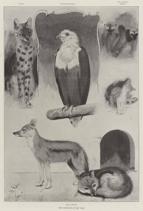 Nuevos Ocupantes del Zoológico de Cecil Charles Windsor Aldin