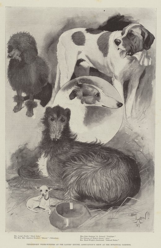 Ganadores del premio de la Premier en la exposición de la Asociación de Perros de Damas en los Jardines Botánicos de Cecil Charles Windsor Aldin