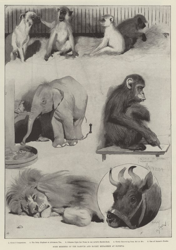 Algunos Miembros del Menagerie de Barnum y Bailey en Olympia de Cecil Charles Windsor Aldin